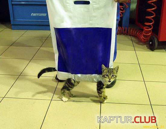 funny_cats_15.jpg | Рено Каптур Клуб Россия | Форум KAPTUR.SU