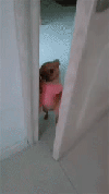 gifs_171.gif | Рено Каптур Клуб Россия | Форум KAPTUR.SU