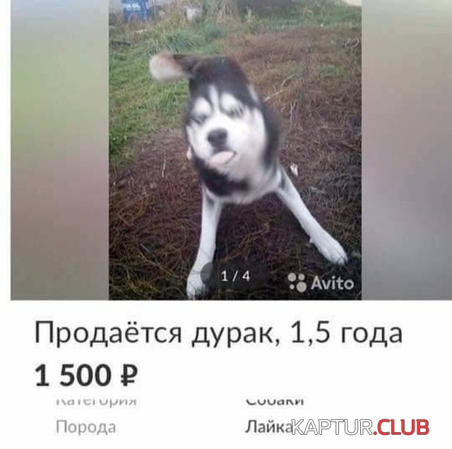 haski_01.jpg | Рено Каптур Клуб Россия | Форум KAPTUR.SU