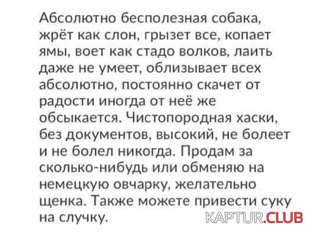 haski_02.jpg | Рено Каптур Клуб Россия | Форум KAPTUR.SU