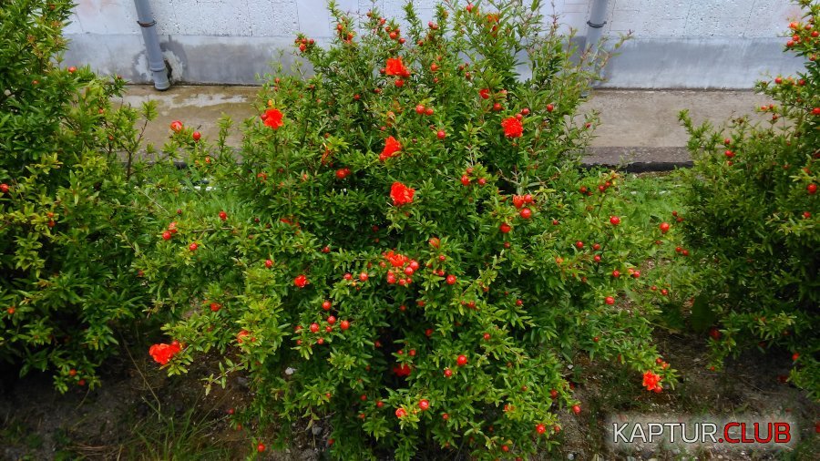 IMAG1319.jpg | Рено Каптур Клуб Россия | Форум KAPTUR.SU
