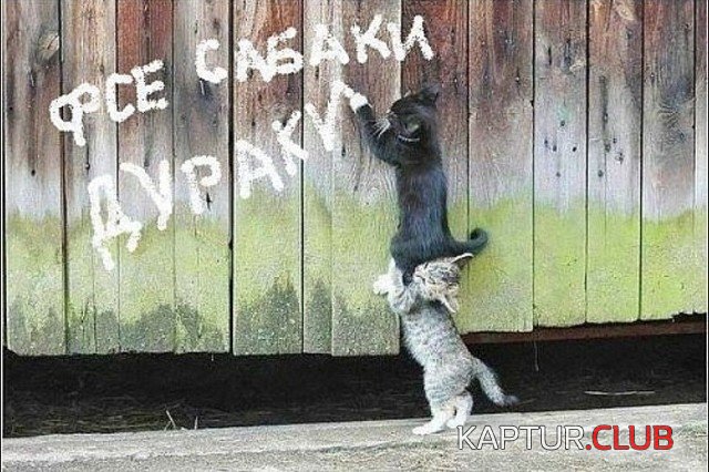 image (1).jpg | Рено Каптур Клуб Россия | Форум KAPTUR.SU