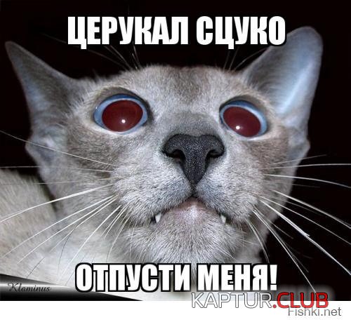 image (10).jpg | Рено Каптур Клуб Россия | Форум KAPTUR.SU