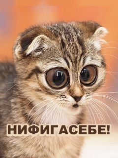 image (34).jpg | Рено Каптур Клуб Россия | Форум KAPTUR.SU