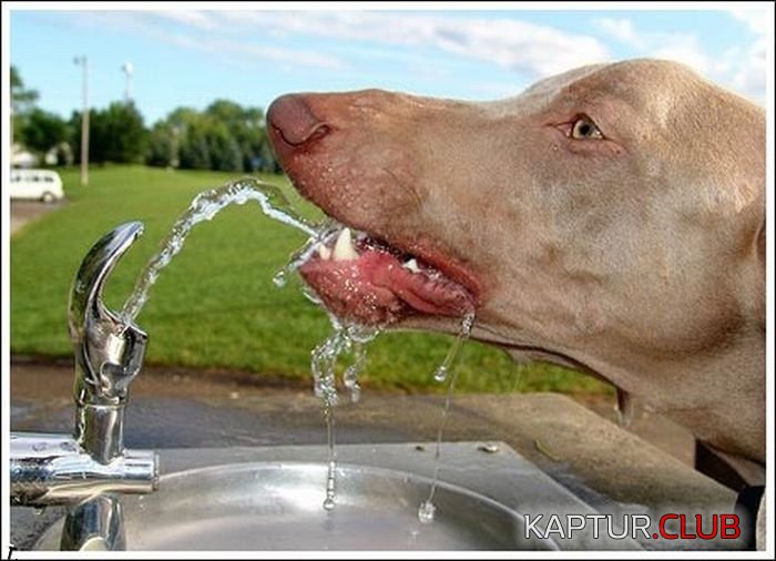 image (4).jpg | Рено Каптур Клуб Россия | Форум KAPTUR.SU