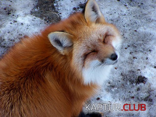 image (46).jpg | Рено Каптур Клуб Россия | Форум KAPTUR.SU