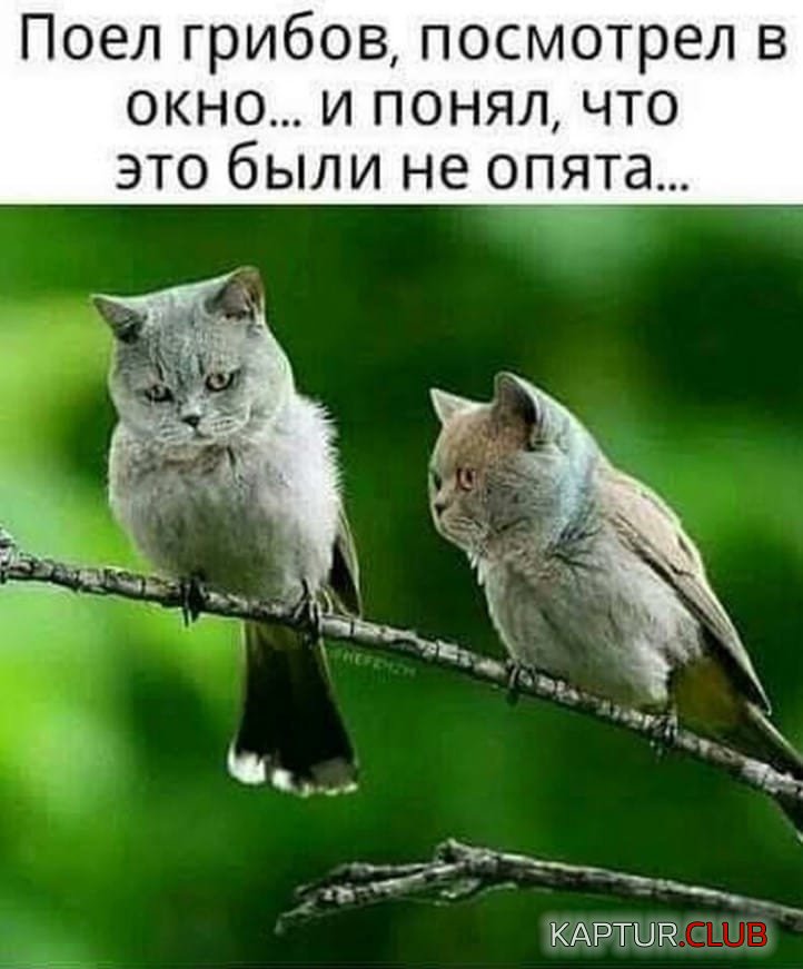 image (90).jpg | Рено Каптур Клуб Россия | Форум KAPTUR.SU