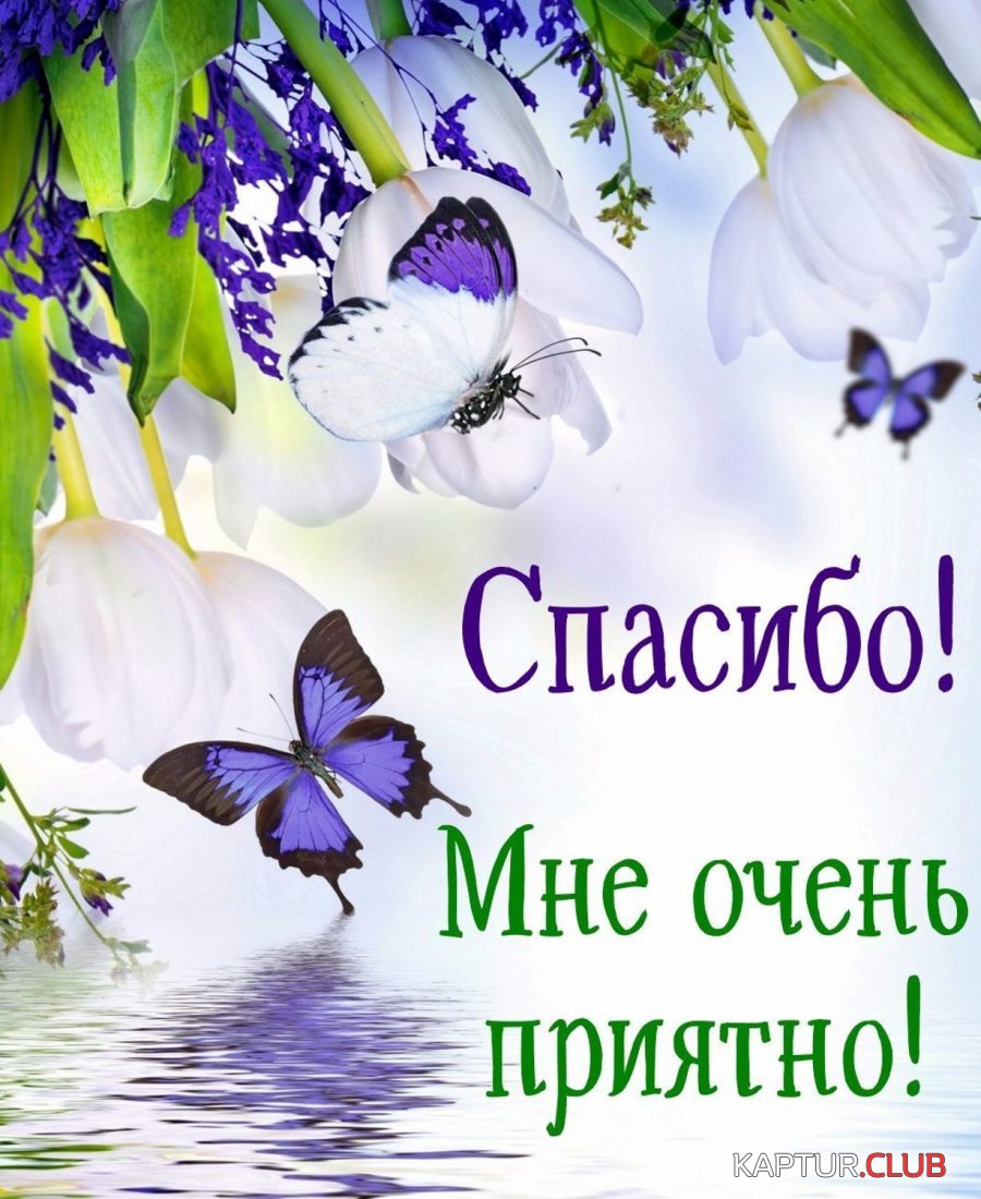 image.JPG | Рено Каптур Клуб Россия | Форум KAPTUR.SU