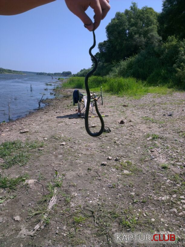 IMG-20140714-WA0004.jpg | Рено Каптур Клуб Россия | Форум KAPTUR.SU