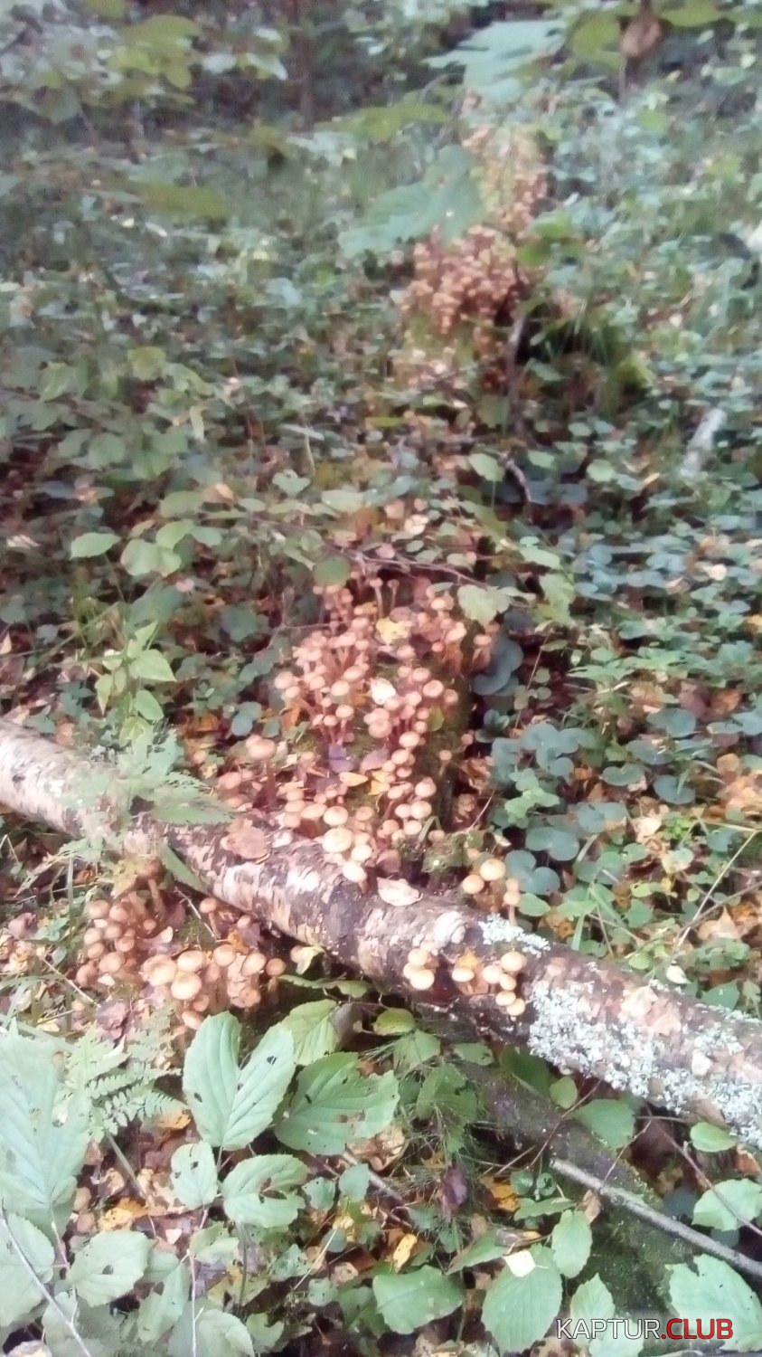 IMG-20170916-WA0008.jpeg | Рено Каптур Клуб Россия | Форум KAPTUR.SU