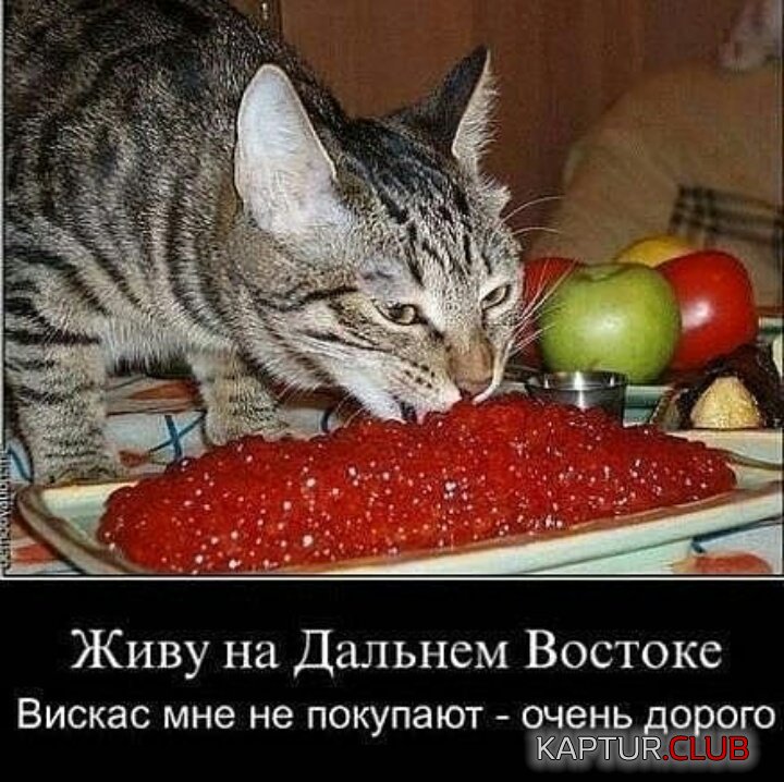 IMG-20190112-WA0017.jpg | Рено Каптур Клуб Россия | Форум KAPTUR.SU