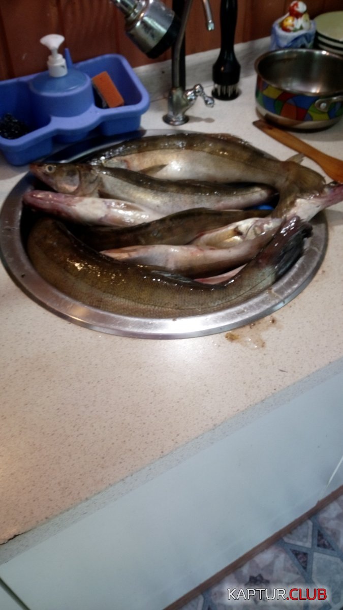 IMG-20210712-WA0011.jpeg | Рено Каптур Клуб Россия | Форум KAPTUR.SU