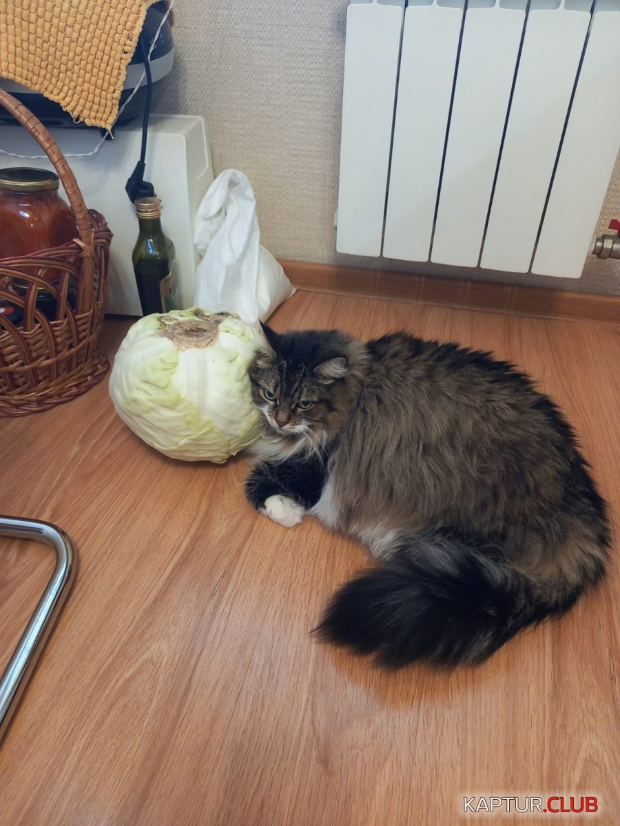 IMG-20221005-WA0002.jpg | Рено Каптур Клуб Россия | Форум KAPTUR.SU