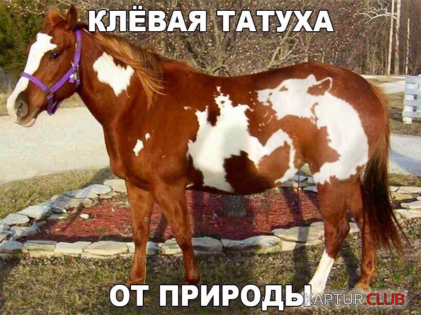 IMG_0702.JPG | Рено Каптур Клуб Россия | Форум KAPTUR.SU