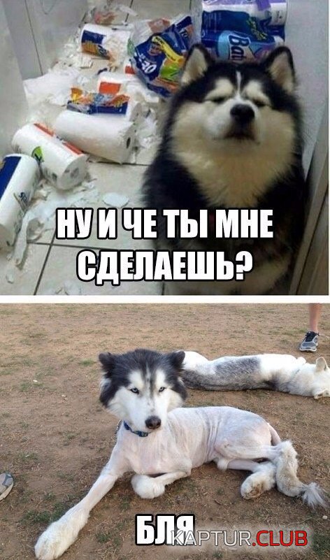 IMG_1805.JPG | Рено Каптур Клуб Россия | Форум KAPTUR.SU