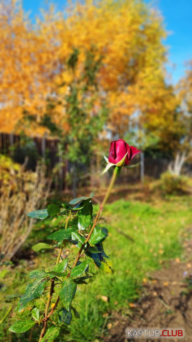 IMG_20181014_112018.jpg | Рено Каптур Клуб Россия | Форум KAPTUR.SU