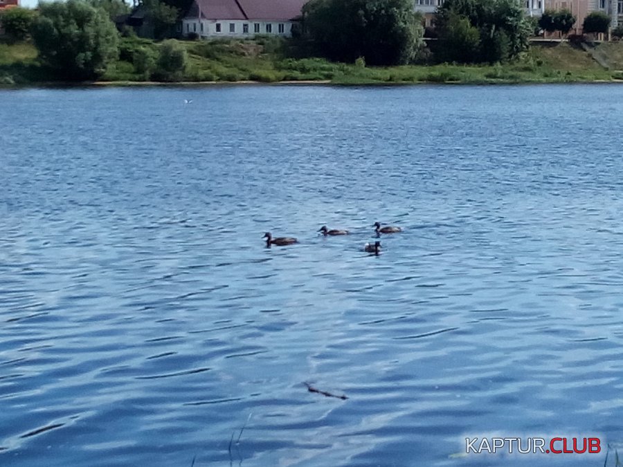 IMG_20190625_100249[1].jpg | Рено Каптур Клуб Россия | Форум KAPTUR.SU