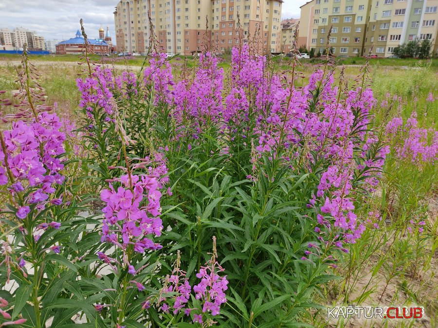 IMG_20200712_131825.jpg | Рено Каптур Клуб Россия | Форум KAPTUR.SU
