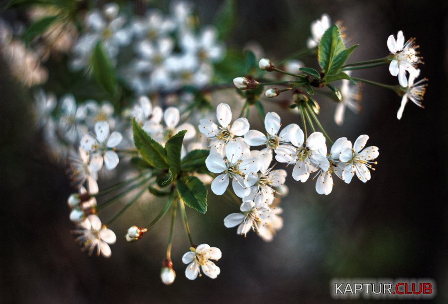 IMG_2328_DxO.jpg | Рено Каптур Клуб Россия | Форум KAPTUR.SU