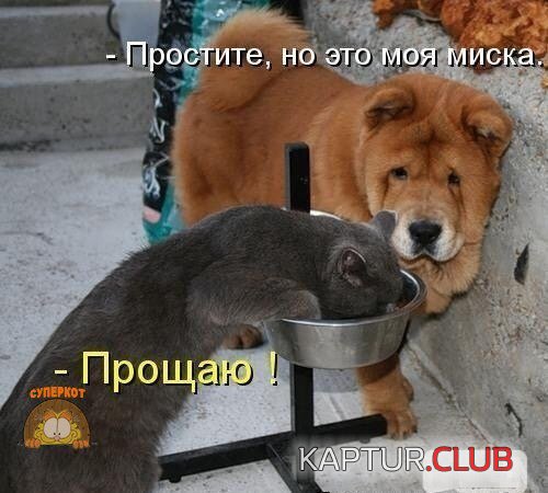 IMG_5323.JPG | Рено Каптур Клуб Россия | Форум KAPTUR.SU