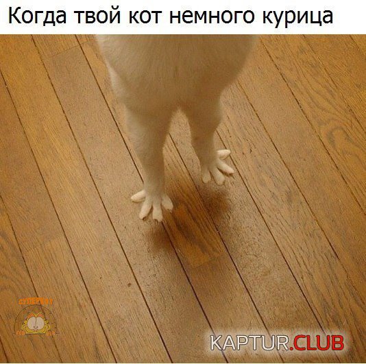 IMG_5462.JPG | Рено Каптур Клуб Россия | Форум KAPTUR.SU