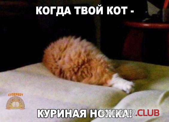 IMG_5463.JPG | Рено Каптур Клуб Россия | Форум KAPTUR.SU