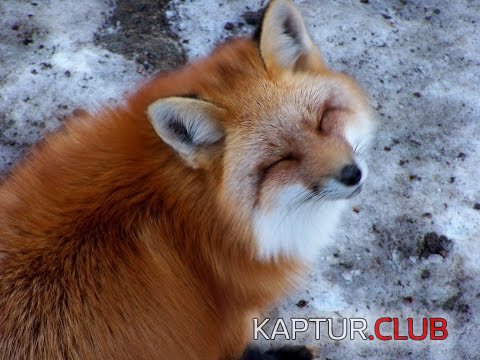 IMG_5470.JPG | Рено Каптур Клуб Россия | Форум KAPTUR.SU