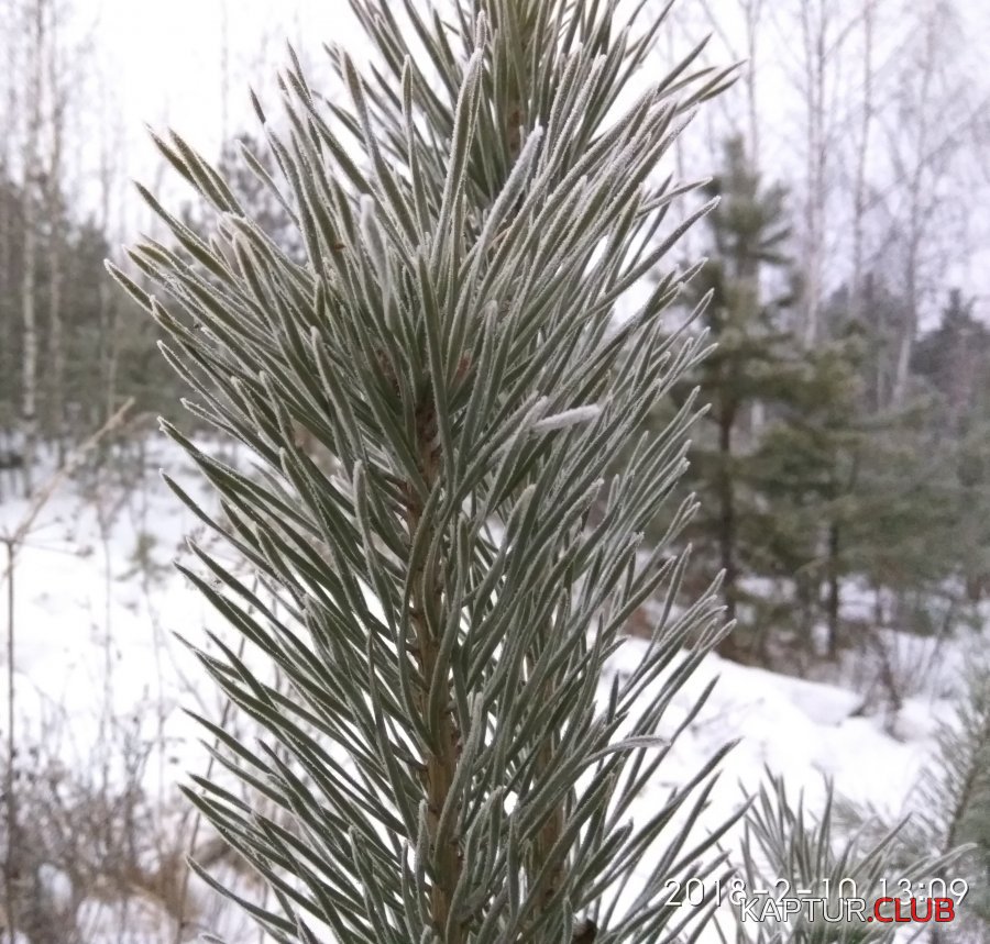 Иней.jpg | Рено Каптур Клуб Россия | Форум KAPTUR.SU