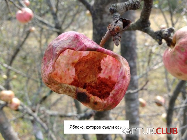 interesnie_photo_03.jpg | Рено Каптур Клуб Россия | Форум KAPTUR.SU