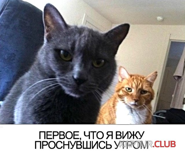jumor_15.jpg | Рено Каптур Клуб Россия | Форум KAPTUR.SU