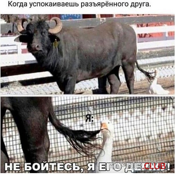jumor_23.jpg | Рено Каптур Клуб Россия | Форум KAPTUR.SU