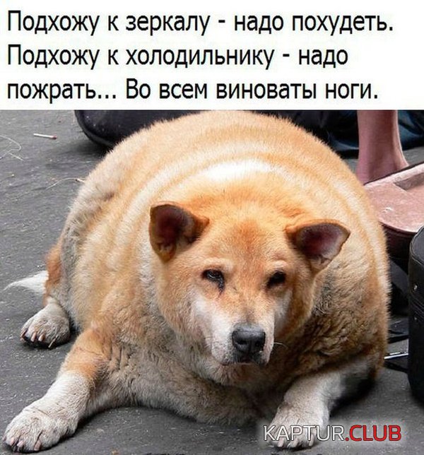 jumor_29.jpg | Рено Каптур Клуб Россия | Форум KAPTUR.SU
