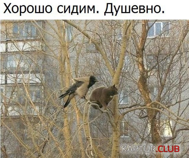 kartinki_11.jpg | Рено Каптур Клуб Россия | Форум KAPTUR.SU