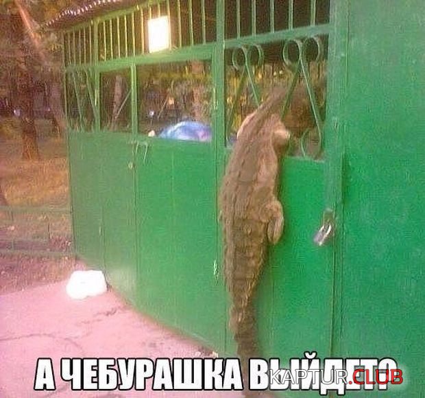 kartinki_11.jpg | Рено Каптур Клуб Россия | Форум KAPTUR.SU