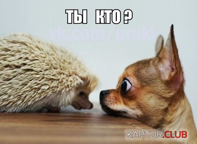 kartinki_17.jpg | Рено Каптур Клуб Россия | Форум KAPTUR.SU