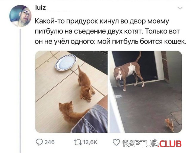 kartinki_17.jpg | Рено Каптур Клуб Россия | Форум KAPTUR.SU