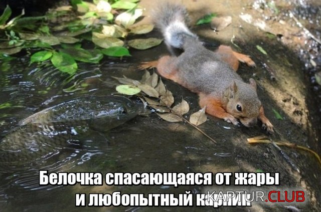 kartinki_20.jpg | Рено Каптур Клуб Россия | Форум KAPTUR.SU