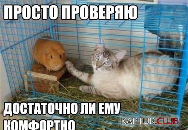 kartinki_22.jpg | Рено Каптур Клуб Россия | Форум KAPTUR.SU
