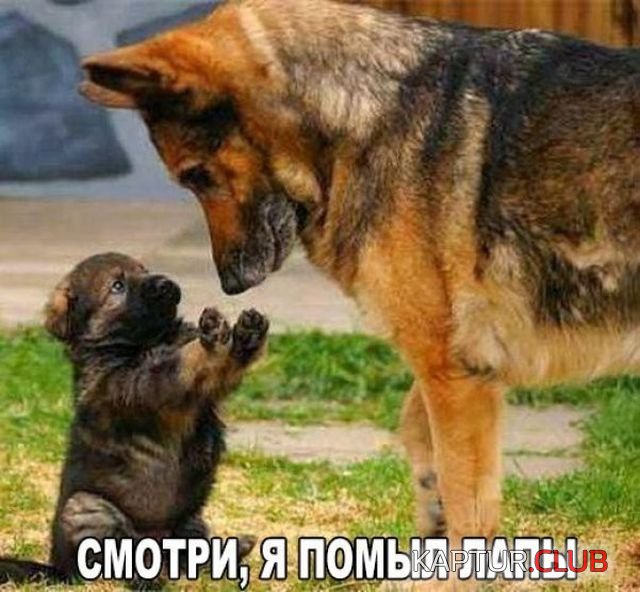 kartinki_27.jpg | Рено Каптур Клуб Россия | Форум KAPTUR.SU