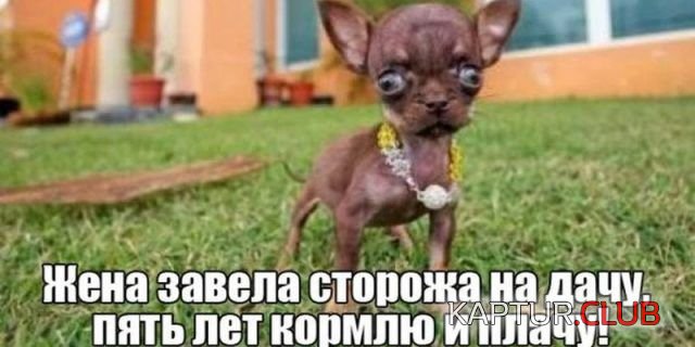 kartinki_38.jpg | Рено Каптур Клуб Россия | Форум KAPTUR.SU
