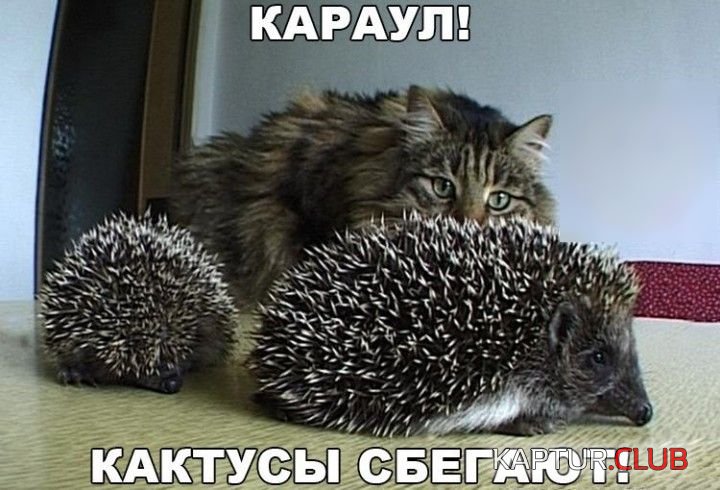 kartinki_s_tekstom_06.jpg | Рено Каптур Клуб Россия | Форум KAPTUR.SU