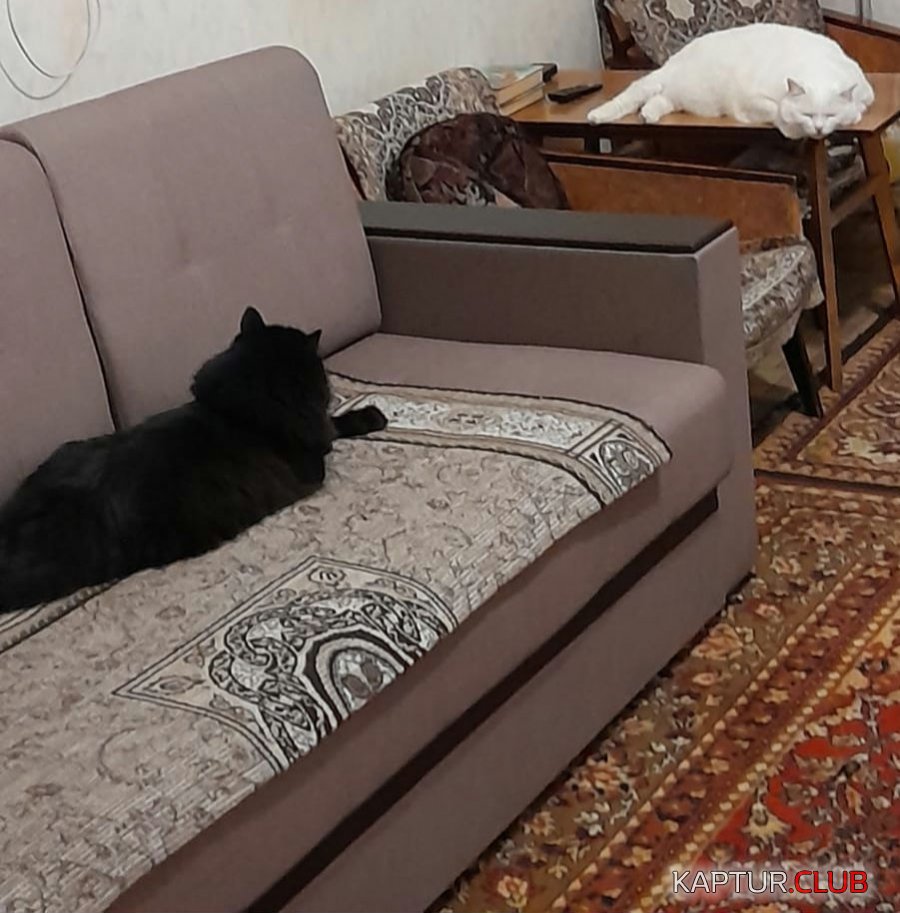 кис.jpg | Рено Каптур Клуб Россия | Форум KAPTUR.SU