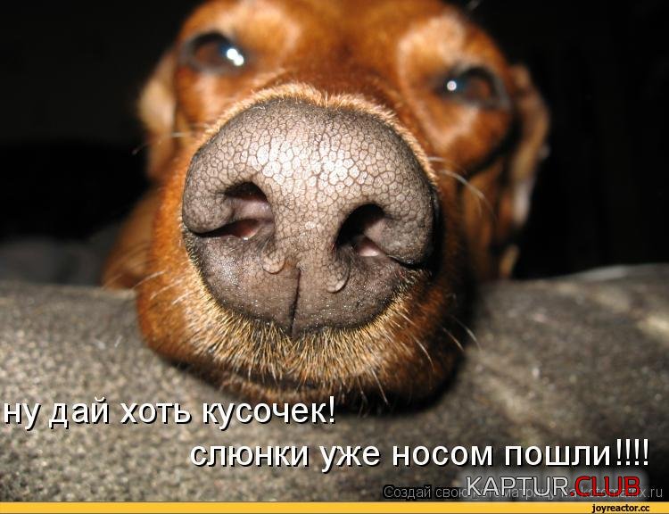 котоматрица-auto-12727.jpeg | Рено Каптур Клуб Россия | Форум KAPTUR.SU