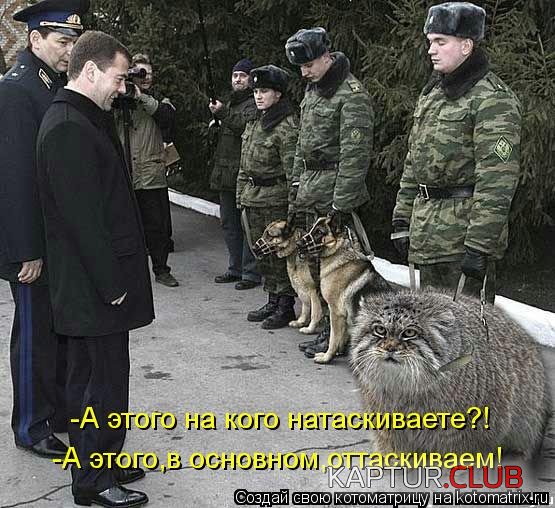 kotomatritsa_79.jpg | Рено Каптур Клуб Россия | Форум KAPTUR.SU