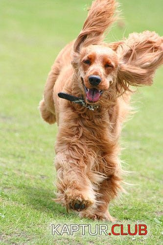 kupit-kombinezon-dlya-angliyskogo-koker-spanielya-81652-large.jpg | Рено Каптур Клуб Россия | Форум KAPTUR.SU