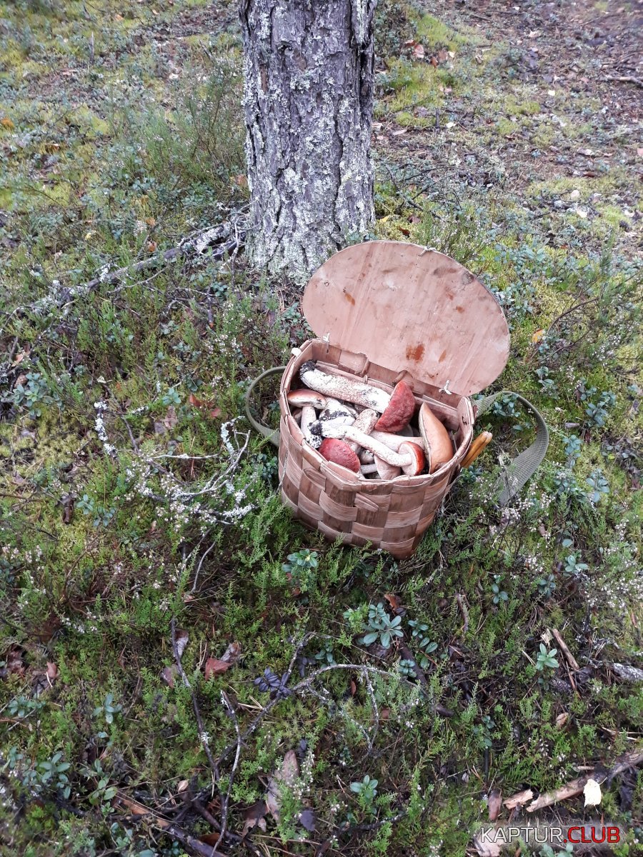 Кузовок.jpg | Рено Каптур Клуб Россия | Форум KAPTUR.SU