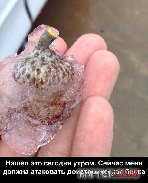 ледниковый-период-Жёлудь-песочница-удалённое-1449891.jpg | Рено Каптур Клуб Россия | Форум KAPTUR.SU