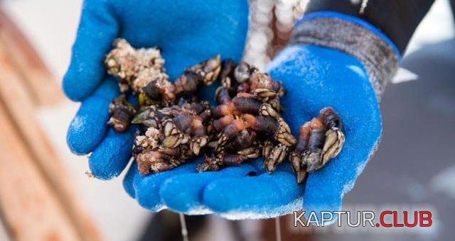 lucifers_fingers_02.jpg | Рено Каптур Клуб Россия | Форум KAPTUR.SU