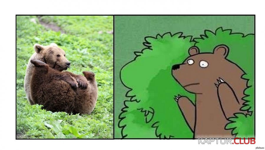 медведь.jpg | Рено Каптур Клуб Россия | Форум KAPTUR.SU