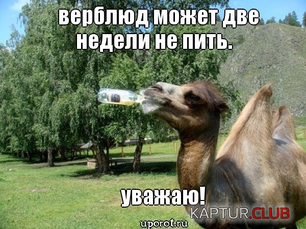 mem_27ce23f919a06997fda61461c2f73dd2.jpg | Рено Каптур Клуб Россия | Форум KAPTUR.SU